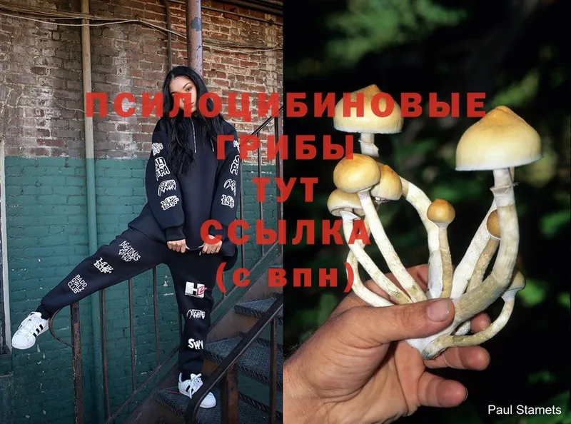 Галлюциногенные грибы Cubensis  где найти наркотики  Дальнегорск 